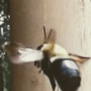 Meet your Posher, Maurice